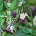 Aquilegia viridiflora Chocolate Soldier - Future Forests