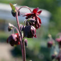Aquilegia viridiflora Ruby Port - Future Forests
