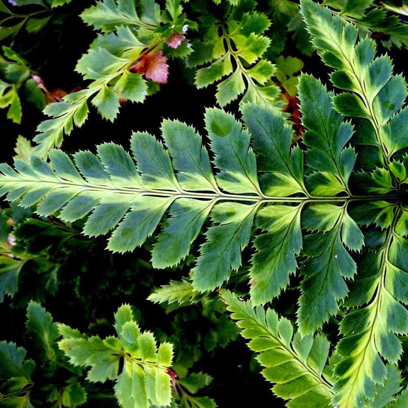 Arachnoides aristata variegata