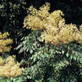 Aralia spinosa -Devils Walking Stick - Future Forests