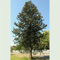 Araucaria araucana - Monkey Puzzle 9cm Pot - Future Forests