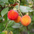 Arbutus unedo - Strawberry Tree Pot | 1.3L / 0.5-0.75ft / Bushy