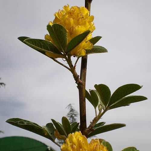 Argyrocytisus battandieri