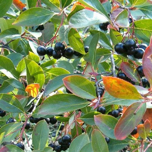 Aronia melanocarpa 'Professor Ed' - Future Forests