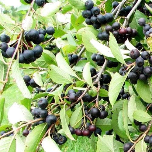 Aronia Melanocarpa Professor Ed 03