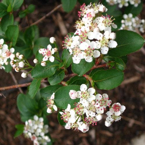 Aronia Melanocarpa Professor Ed 04