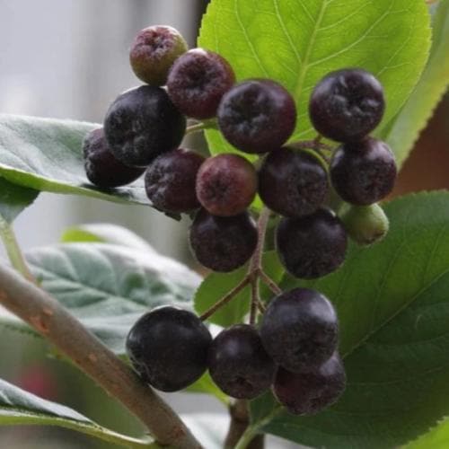 Aronia x prunifolia Viking