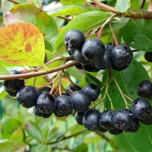 Aronia mitschurini Amit - Future Forests