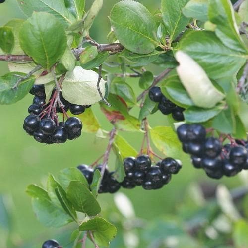 Aronia mitschurini Amit - Future Forests