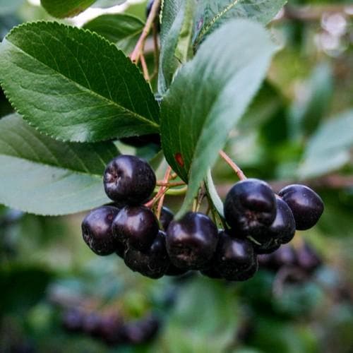 Aronia mitschurini Amit - Future Forests