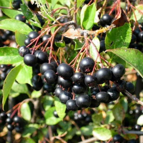 Aronia melanocarpa Galicjanka