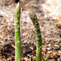 Asparagus Connover’s Colossal Bareroot / 2yr