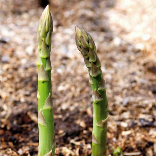 Asparagus Connover’s Colossal Bareroot / 2yr