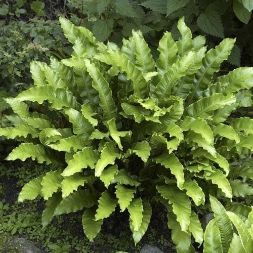 Asplenium scol. Angustifolia - Future Forests