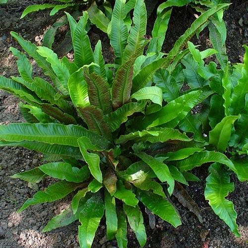 Asplenium scolopendrium - Future Forests