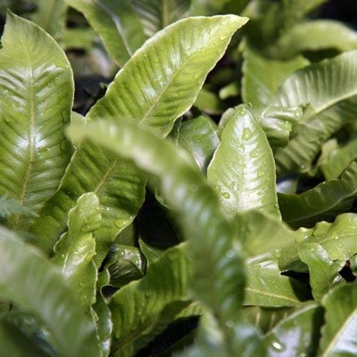 Asplenium scolopendrium - Future Forests