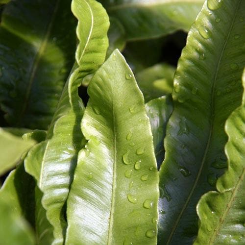 Asplenium scolopendrium - Future Forests