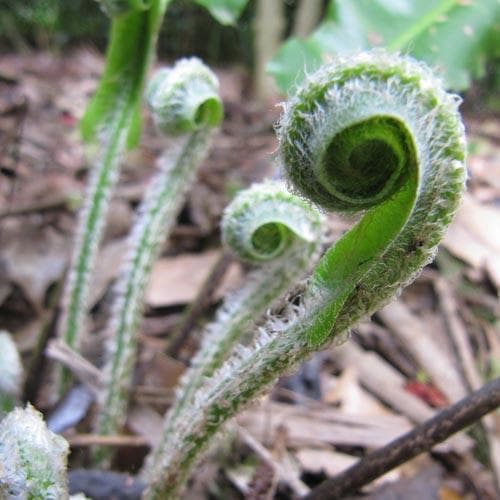 Asplenium scolopendrium - Future Forests