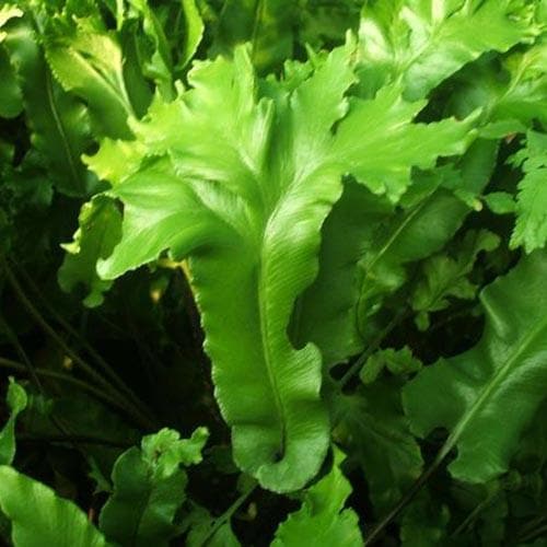 Asplenium scolopendrium Cristata - Future Forests