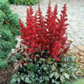 Astilbe Fanal