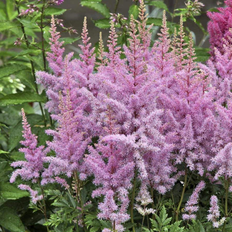 Astilbe Younique Lilac™