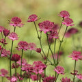 Astrantia major Rubra