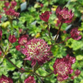 Astrantia Moulin Rouge