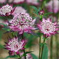 Astrantia major Claret