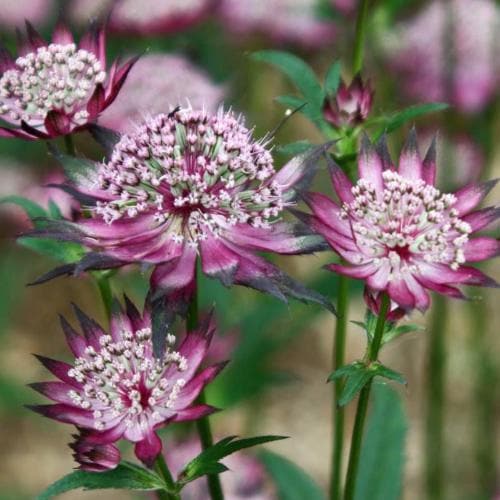 Astrantia major Claret