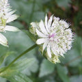 Astrantia major subsp. involucrata Shaggy