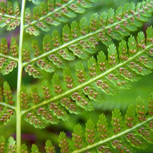 Athyrium filix-femina