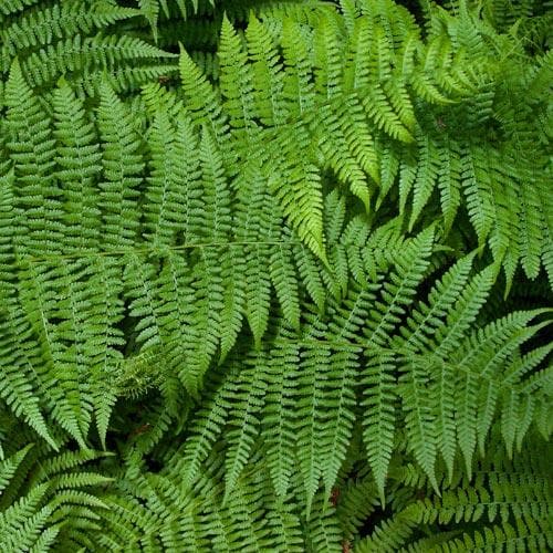 Athyrium filix-femina