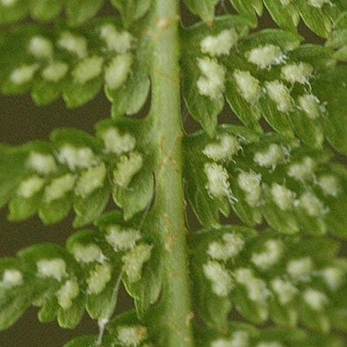 Athyrium filix-femina