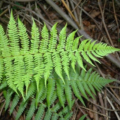 Athyrium filix-femina