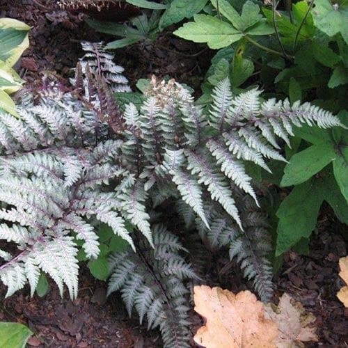 Athyrium niponicum var. pictum Red Beauty