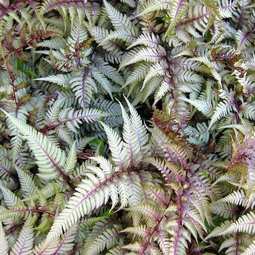 Athyrium niponicum var. pictum Red Beauty