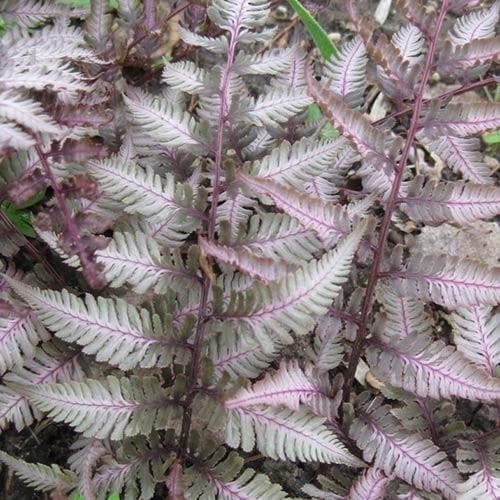 Athyrium niponicum var. pictum Red Beauty