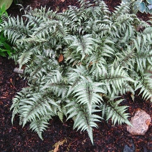 Athyrium niponicum pictum - Future Forests