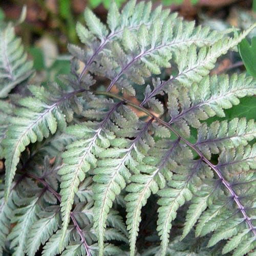 Athyrium niponicum pictum - Future Forests