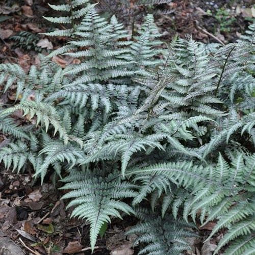 Athyrium niponicum pictum - Future Forests