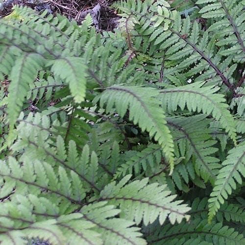 Athyrium otophorum Okanum - Future Forests