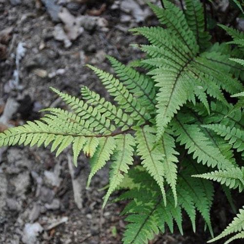 Athyrium otophorum Okanum - Future Forests