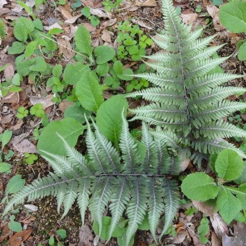 Athyrium niponicum pictum Metallicum