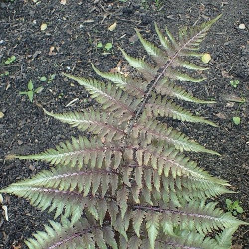 Athyrium niponicum pictum Metallicum