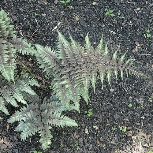 Athyrium niponicum pictum Metallicum