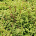 Athyrium filix-femina Lady in Red