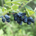Honeyberry - Lonicera caerulea Atut