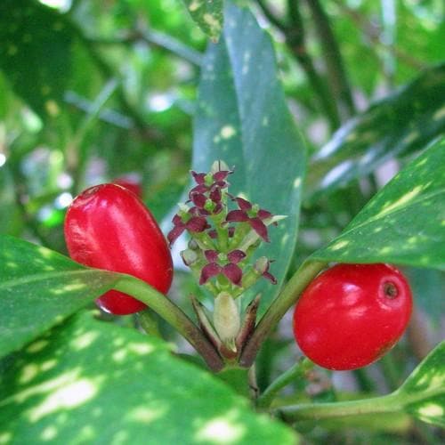 Aucuba japonica Variegata - Future Forests