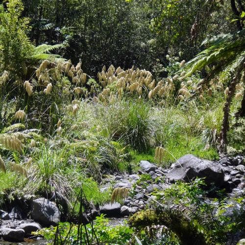 Cortaderia fulvida - Future Forests