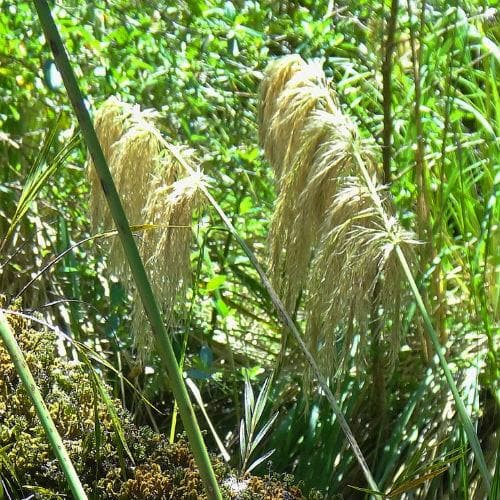 Cortaderia fulvida - Future Forests